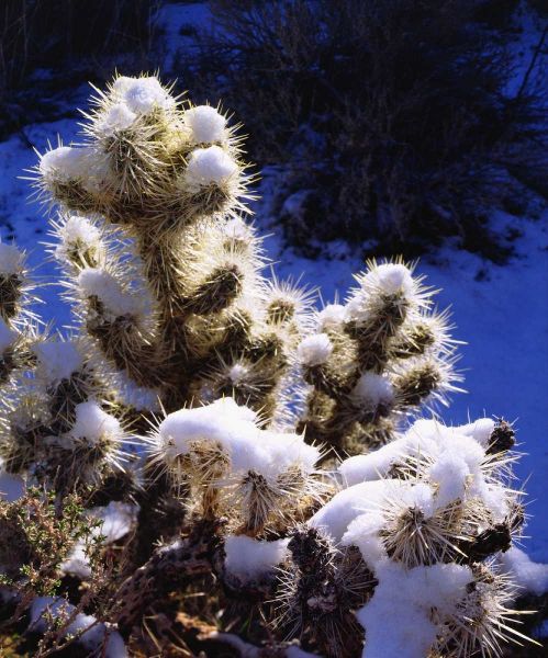CA, Joshua Tree NP Snow-covered Cholla Cactus